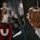 Illustration for article titled Underdog